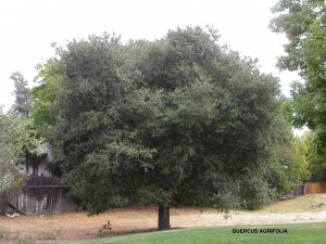 Quercus agrifolia - standard